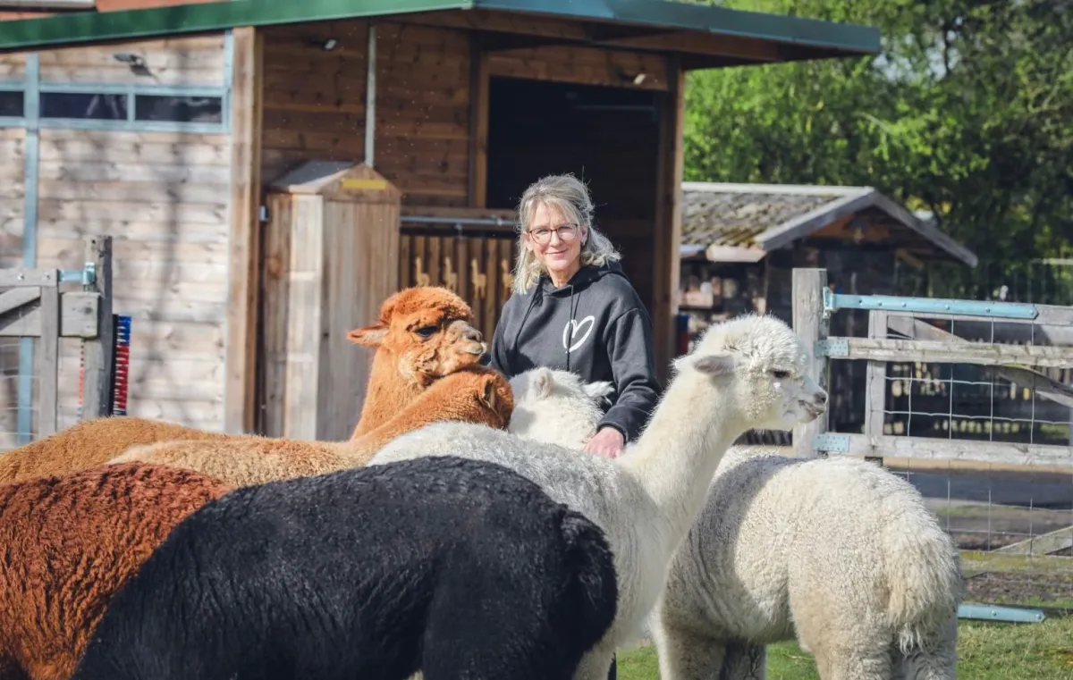 Frau f&uuml;ttert Alpakas, Teambuilding-Aktivit&auml;t mit Tieren.