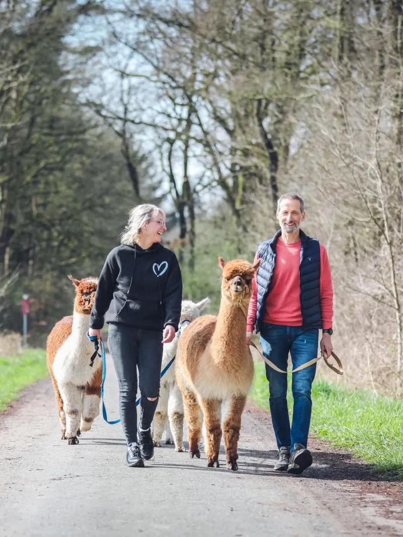 Zwei Personen f&uuml;hren zwei Alpakas auf einem Waldweg spazieren, Teambuilding-Aktivit&auml;t in der Natur.