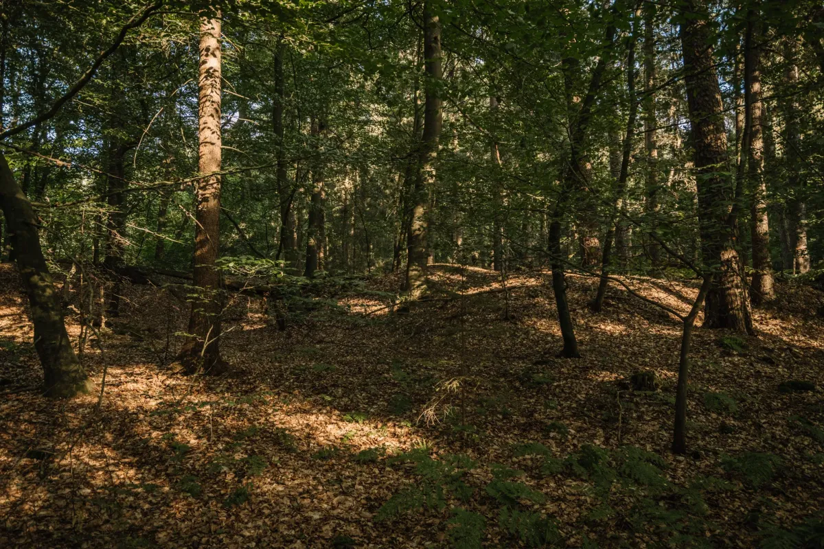 Waldweg mit Laubwald, Sonnenlicht f&auml;llt durch die Baumkronen auf den braunen Waldboden.