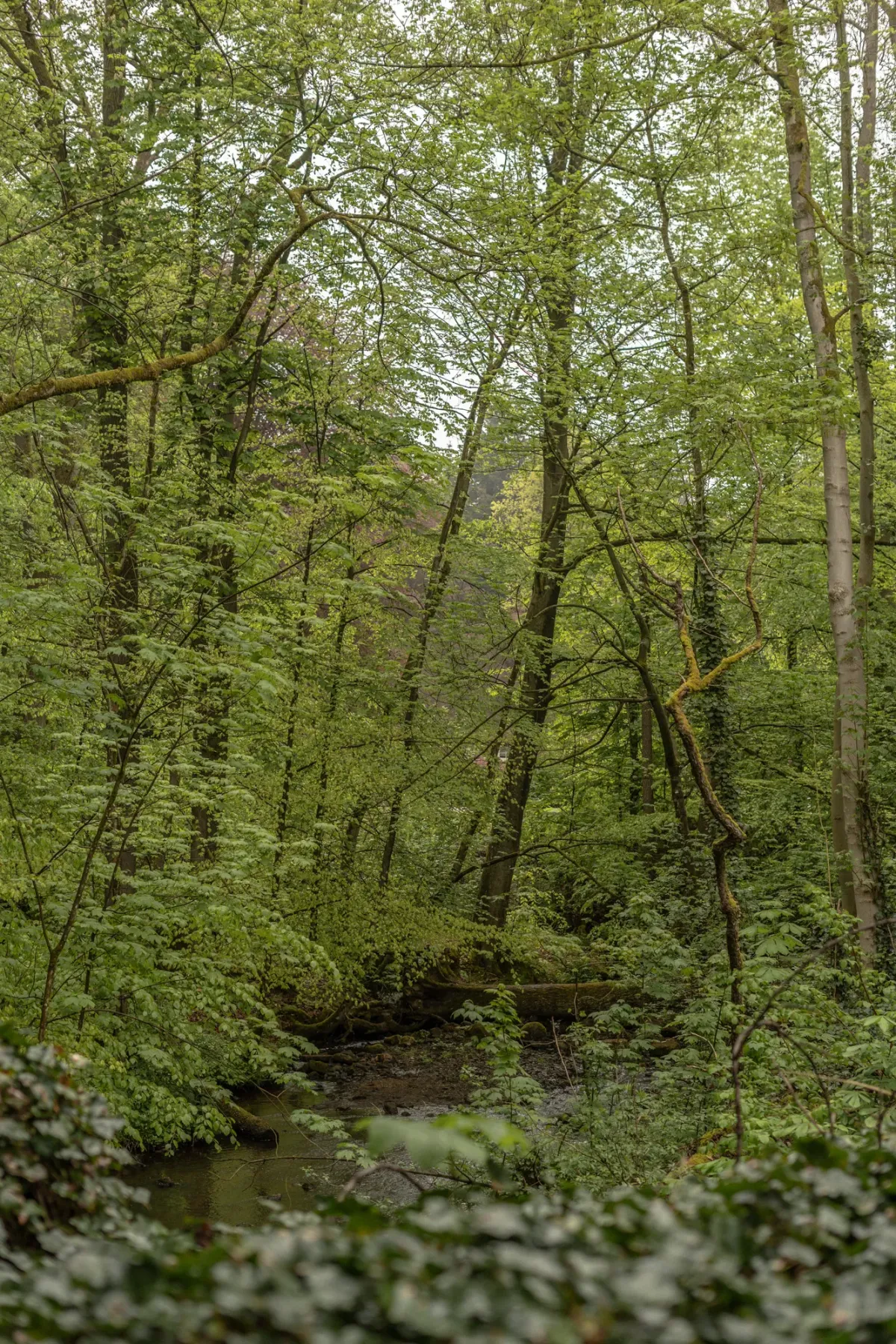 Dichter gr&uuml;ner Wald mit einem kleinen Bach, der zwischen B&auml;umen und Unterholz flie&szlig;t.