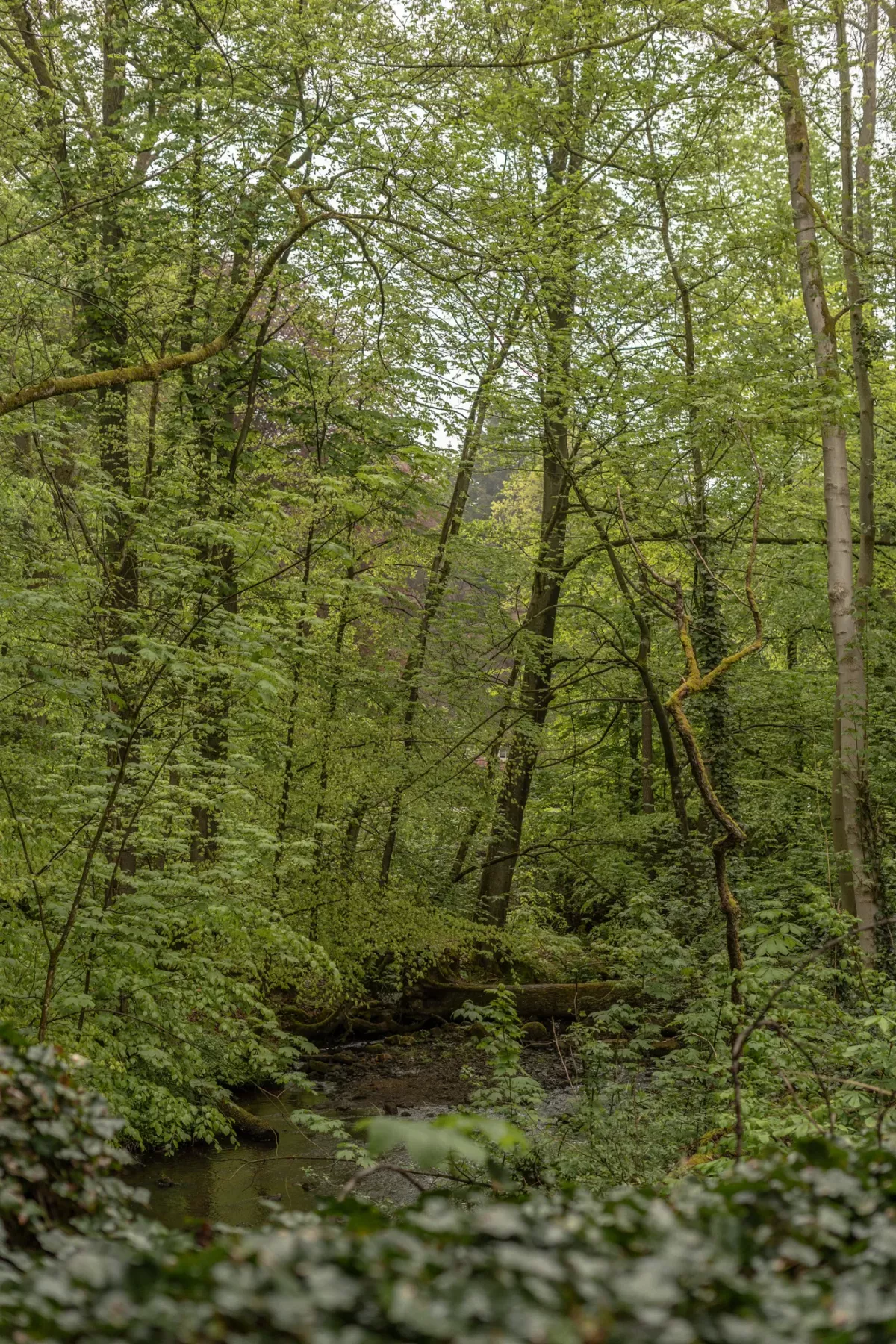 Dichter gr&uuml;ner Wald mit einem kleinen Bach, der zwischen B&auml;umen und Unterholz flie&szlig;t.