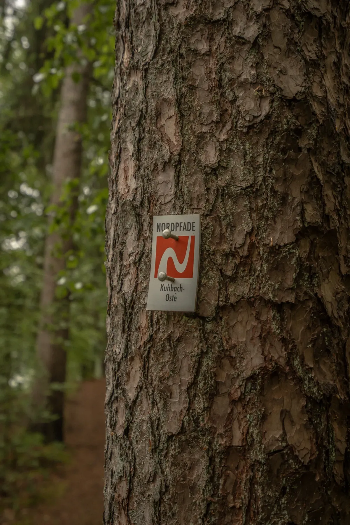 Wanderweg-Markierung "Nordpfad Kuhbach Oste" auf Baumrinde mit rotem Logo, das den Wanderweg durch die naturnahe Umgebung kennzeichnet.