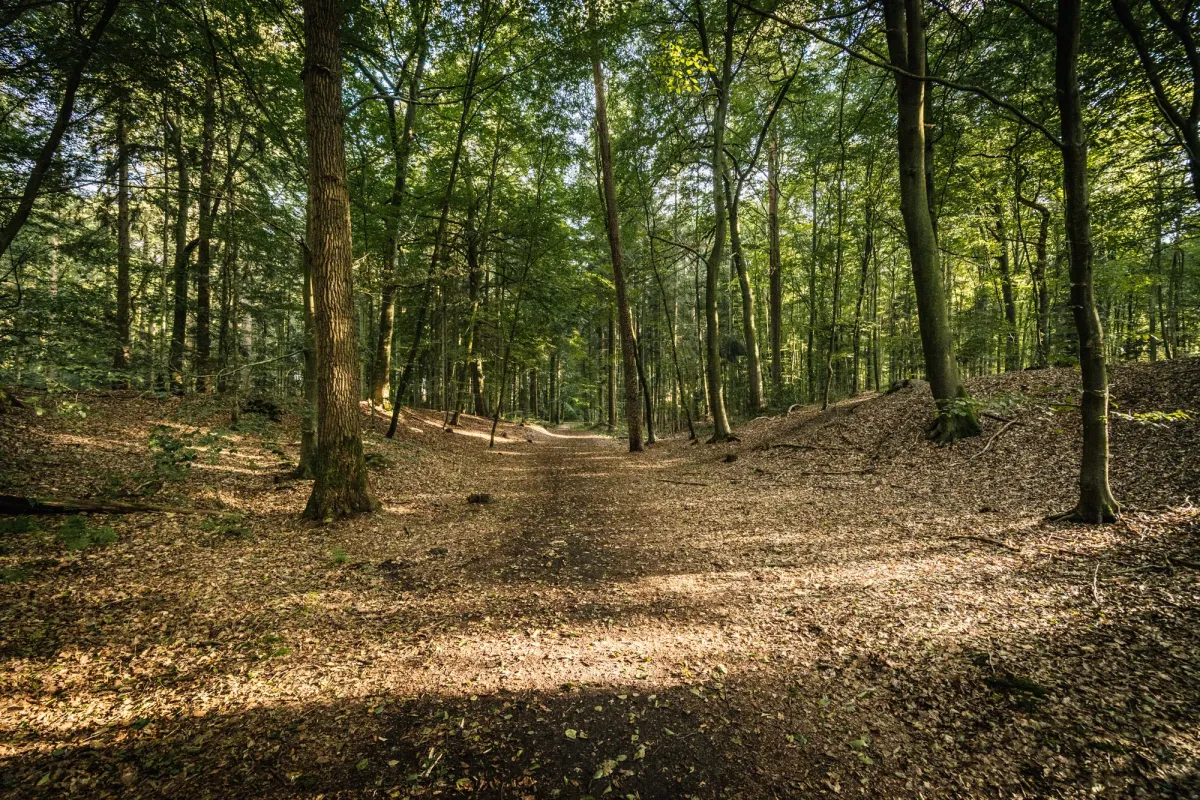 Waldweg mit Laubb&auml;umen und braunem Waldboden, sonniges Licht filtert durch das Bl&auml;tterdach.