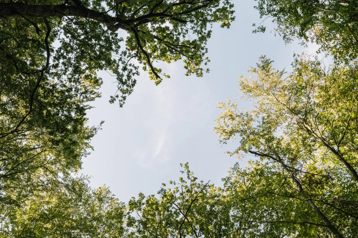 Blick nach oben in einen gr&uuml;nen Baumkronendach mit hellem Himmel, der durch die Bl&auml;tter schimmert.