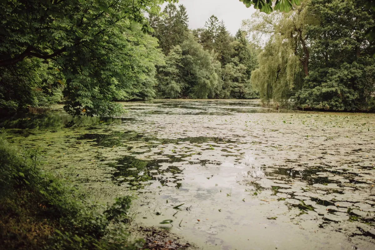 Ruhiger Weiher umgeben von dichtem gr&uuml;nem Wald und Ufervegetation, idyllische Naturlandschaft f&uuml;r Veranstaltungen.