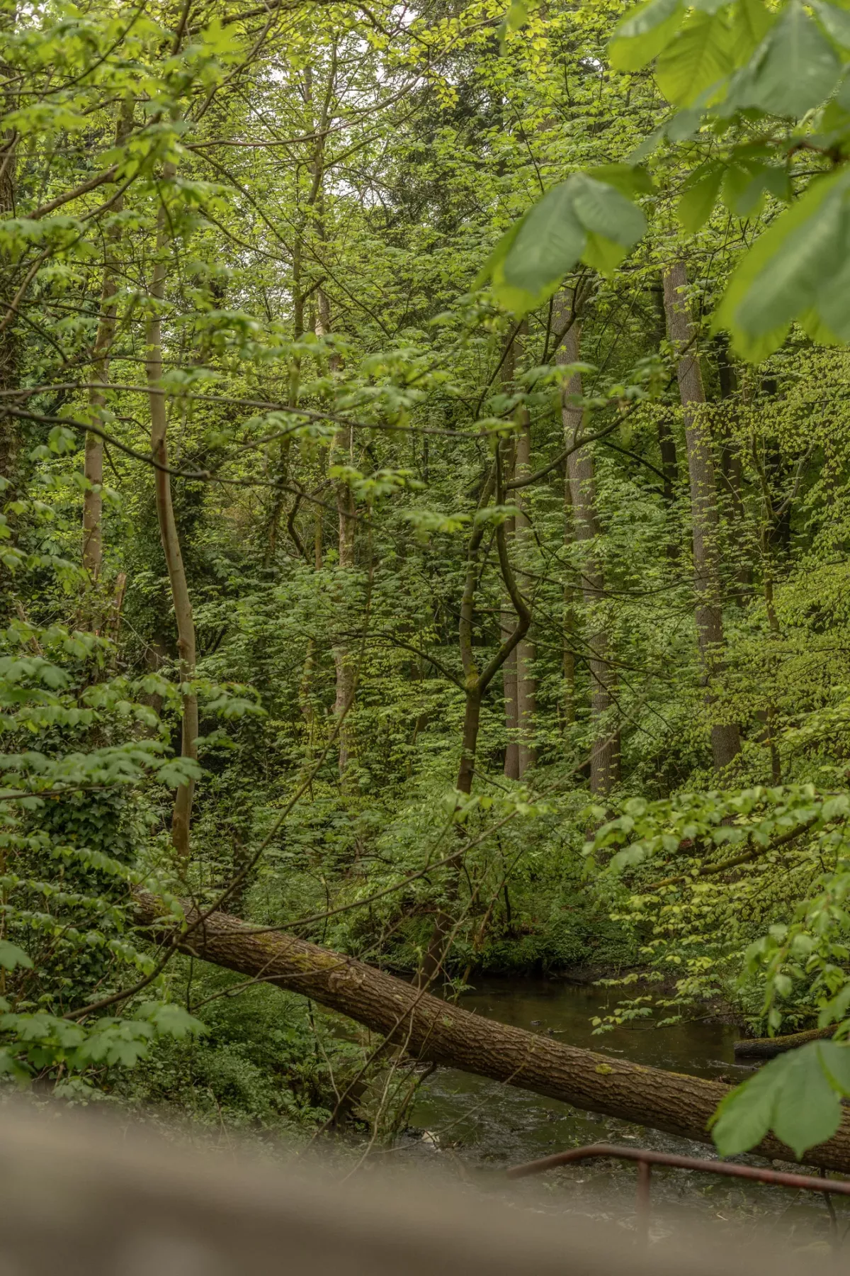 Dicht bewaldeter Wald mit &uuml;ppigem gr&uuml;nem Blattwerk und einem umgest&uuml;rzten Baumstamm &uuml;ber einem kleinen Bach.