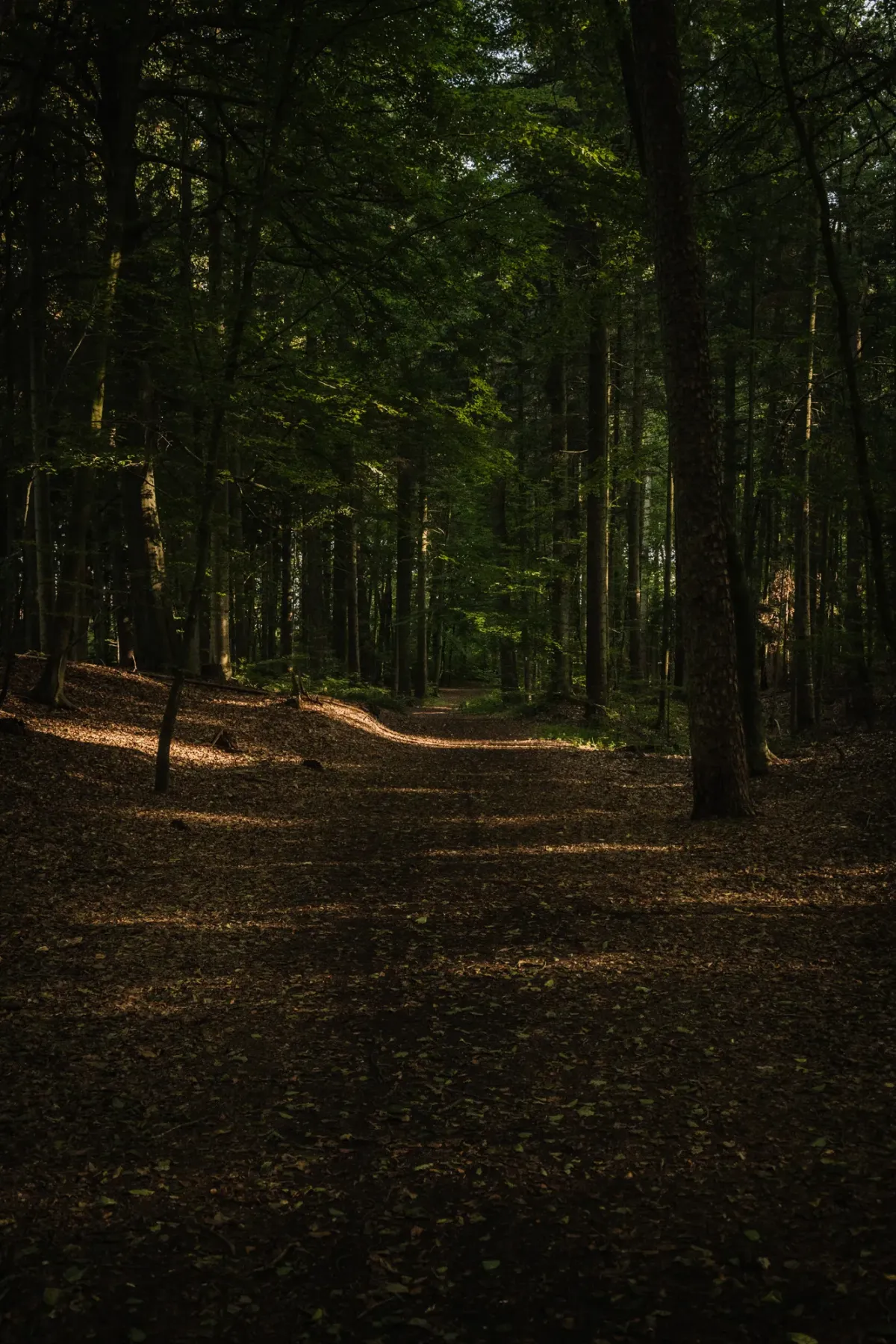 Schattige Waldweg mit hohen B&auml;umen und braunem Laub am Boden, Sonnenlicht f&auml;llt durch das Bl&auml;tterdach.