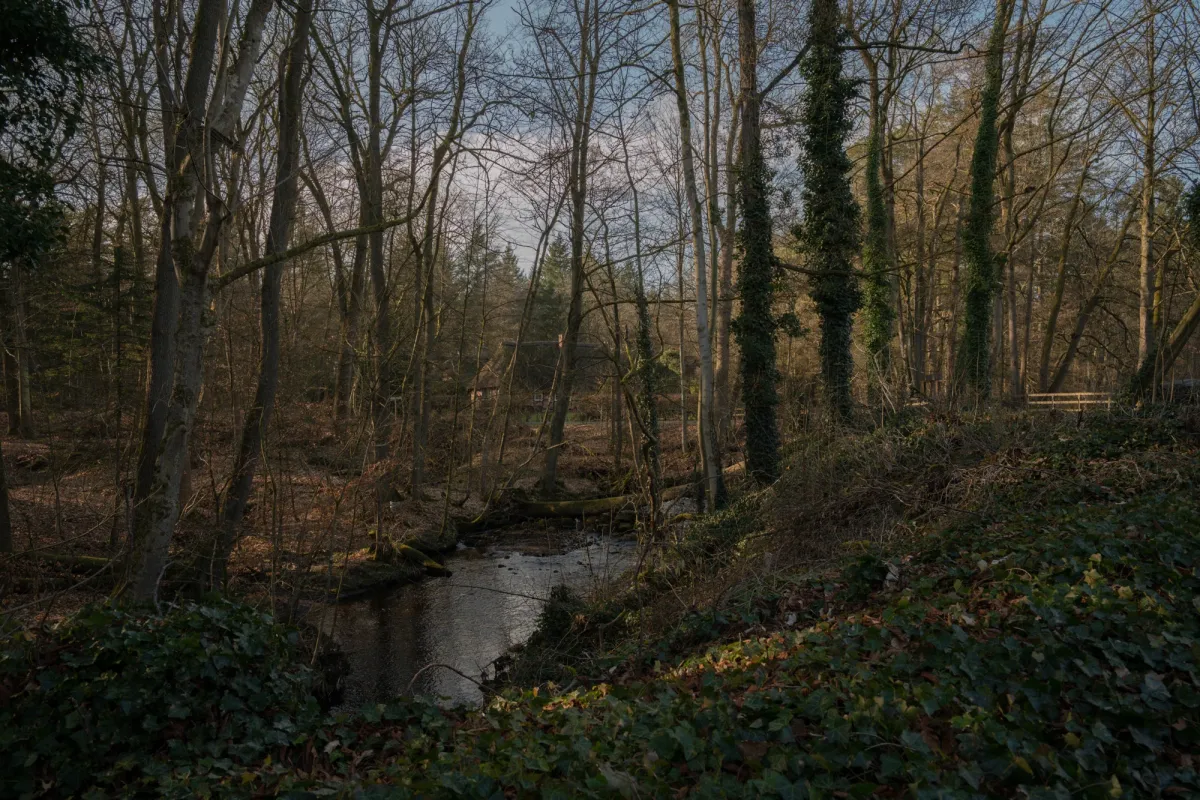 Ein ruhiger Bachlauf flie&szlig;t durch einen fr&uuml;hlingshaften Laubwald mit kahlen B&auml;umen und gr&uuml;nem Unterholz.