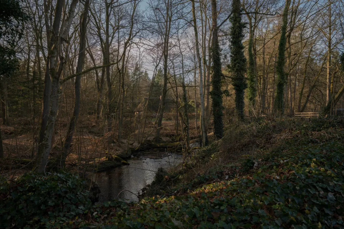Ein ruhiger Bachlauf flie&szlig;t durch einen fr&uuml;hlingshaften Laubwald mit kahlen B&auml;umen und gr&uuml;nem Unterholz.