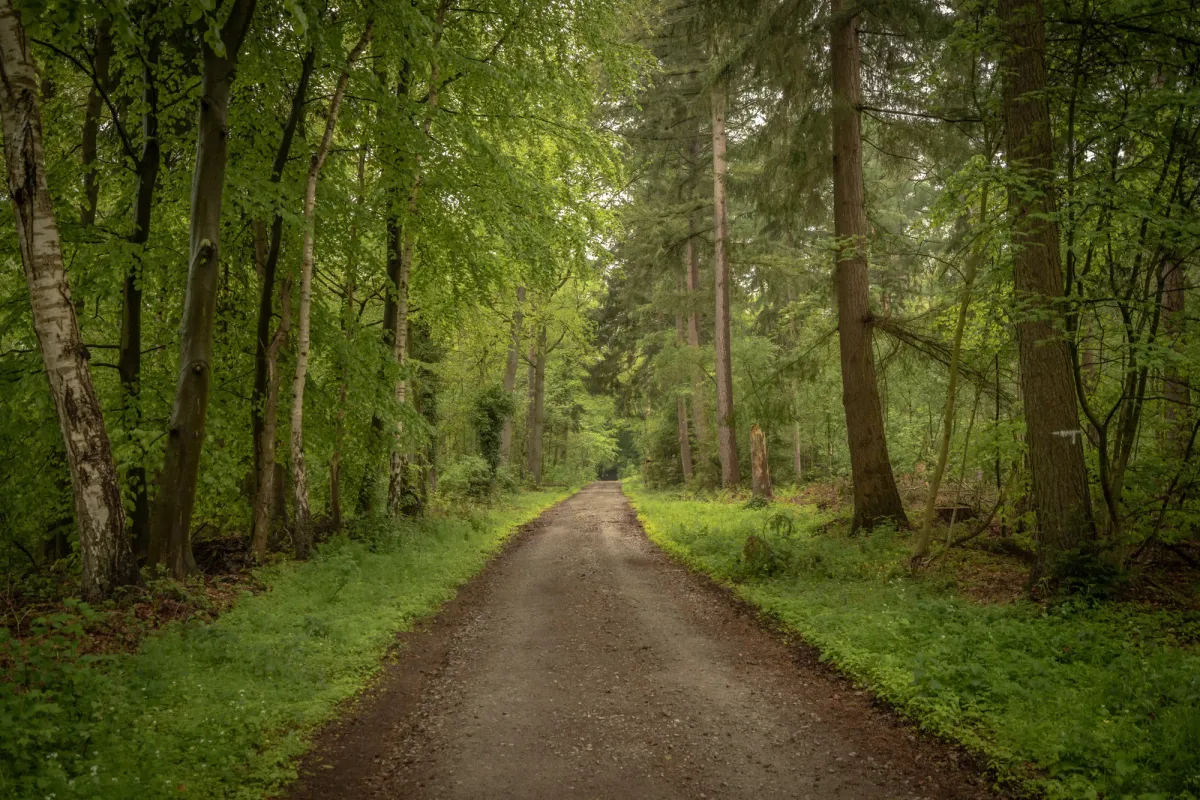 Breiter Waldweg mit hohen B&auml;umen auf beiden Seiten und gr&uuml;nem Moos am Boden, idyllische Naturkulisse.