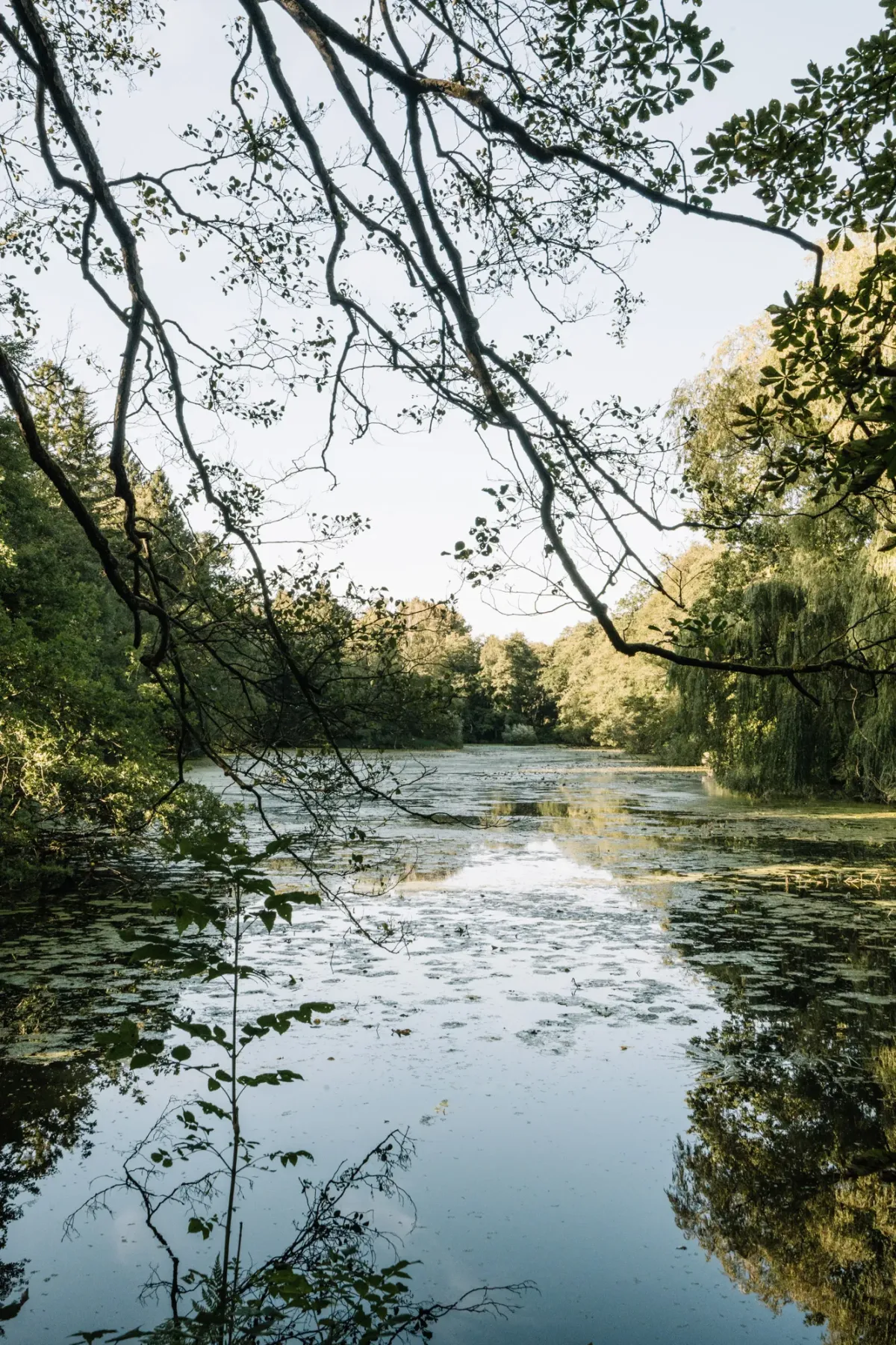 Teich mit Baum&uuml;berhang und gr&uuml;ner Vegetation an beiden Ufern unter bew&ouml;lktem Himmel.