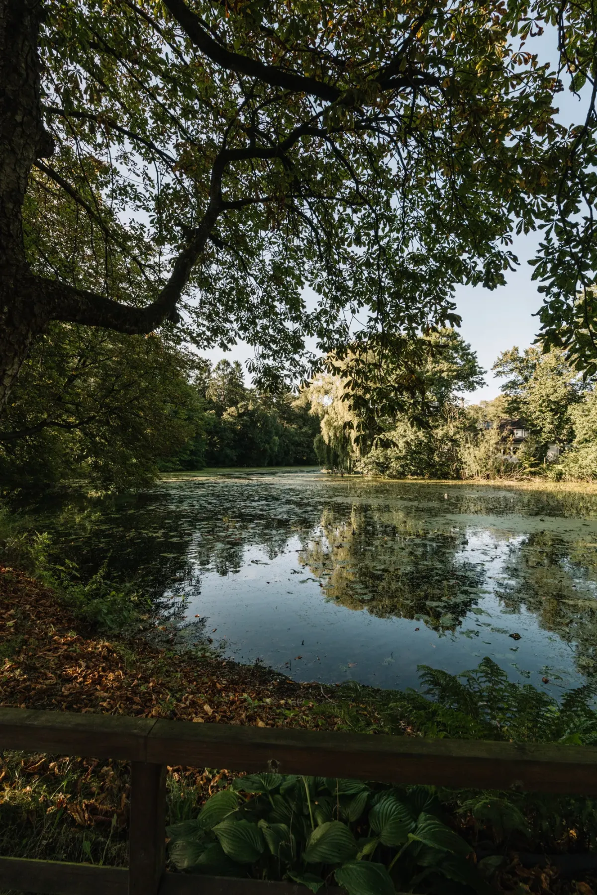 Holzgel&auml;nder mit Blick auf einen ruhigen Waldteich, umgeben von dichten gr&uuml;nen B&auml;umen und nat&uuml;rlicher Vegetation an einem sonnigen Tag.