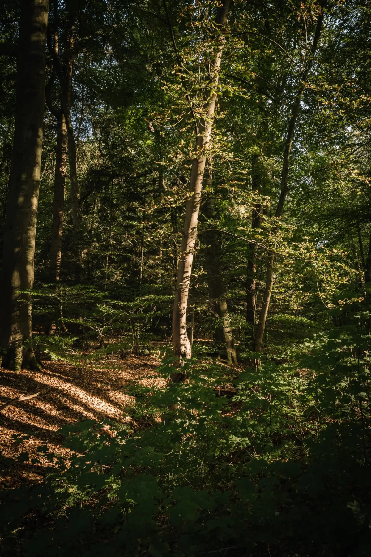 Waldlichtung mit sonnendurchfluteten B&auml;umen und Laubwald.