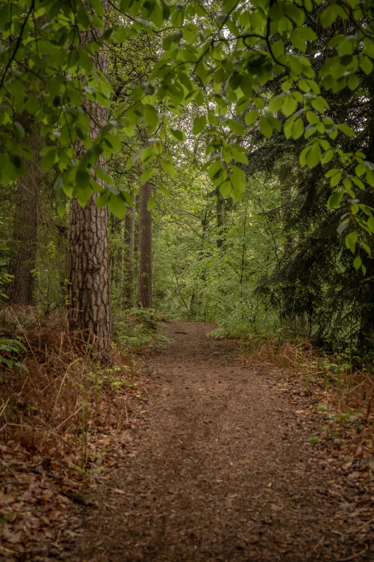 Waldweg mit braunem Laub und gr&uuml;nem Blattdach, nat&uuml;rliche Atmosph&auml;re.