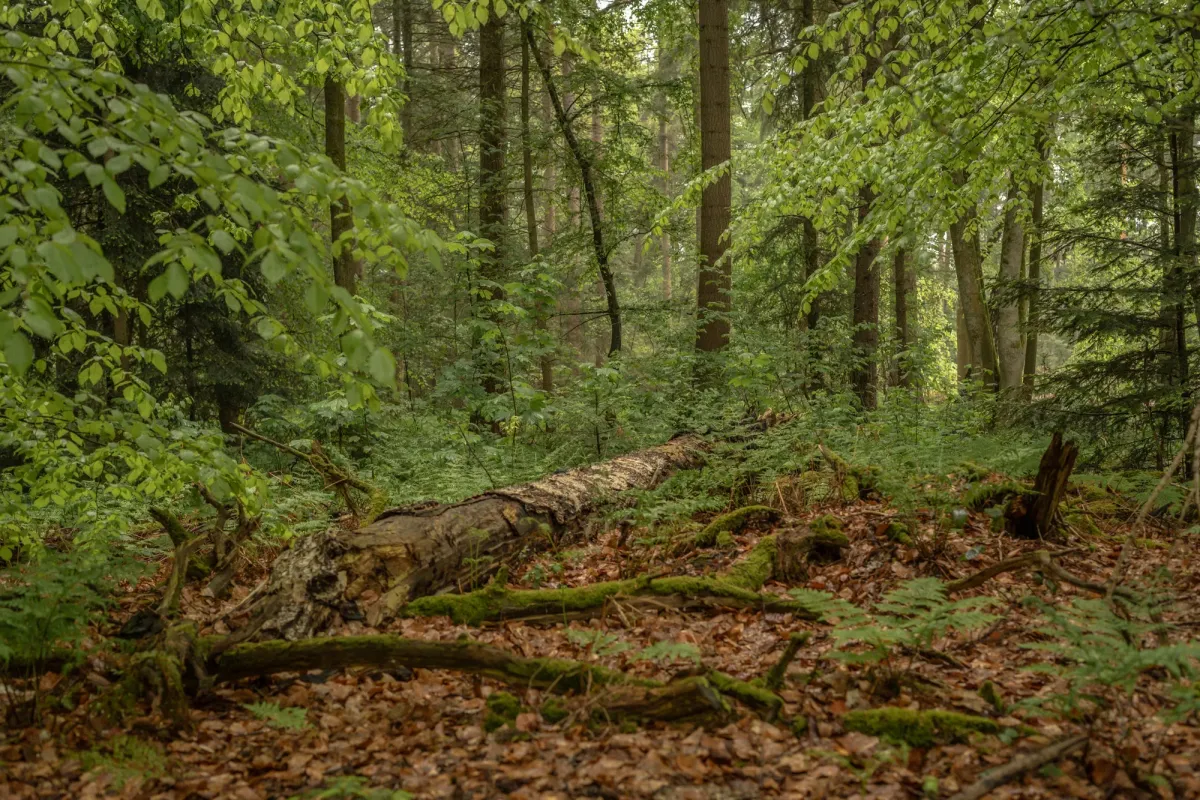 Dichter Wald mit Laubholzb&auml;umen und moosbewachsenem Totholz auf dem Waldboden, umgeben von &uuml;ppigem gr&uuml;nem Laub.
