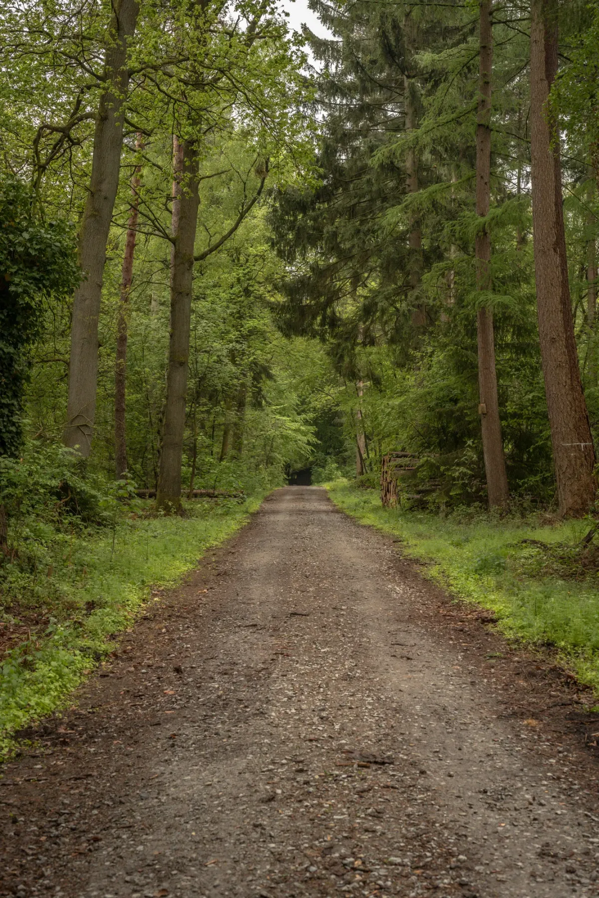 Breiter Waldweg zwischen hohen B&auml;umen, ges&auml;umt von gr&uuml;nem Unterholz, verschwindet in der Ferne.