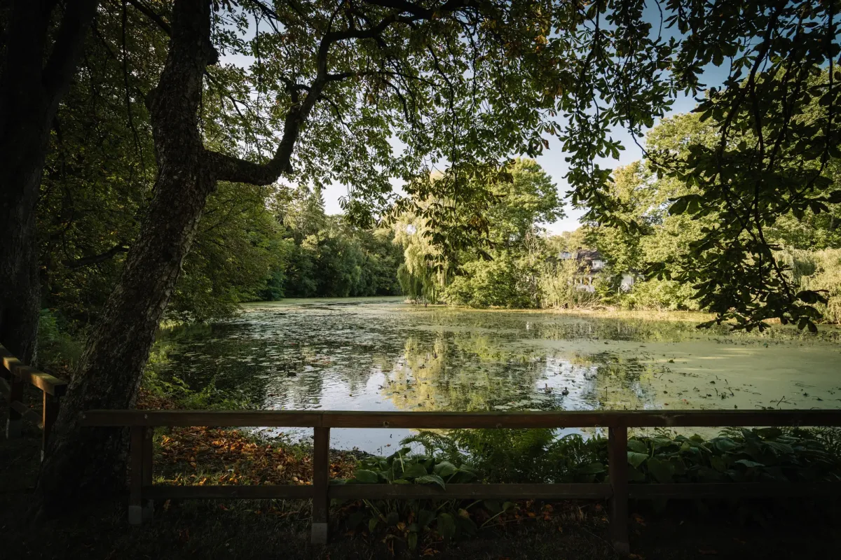 Holzgel&auml;nder mit Blick auf einen ruhigen Waldteich, umgeben von dichten gr&uuml;nen B&auml;umen und nat&uuml;rlicher Vegetation an einem sonnigen Tag.