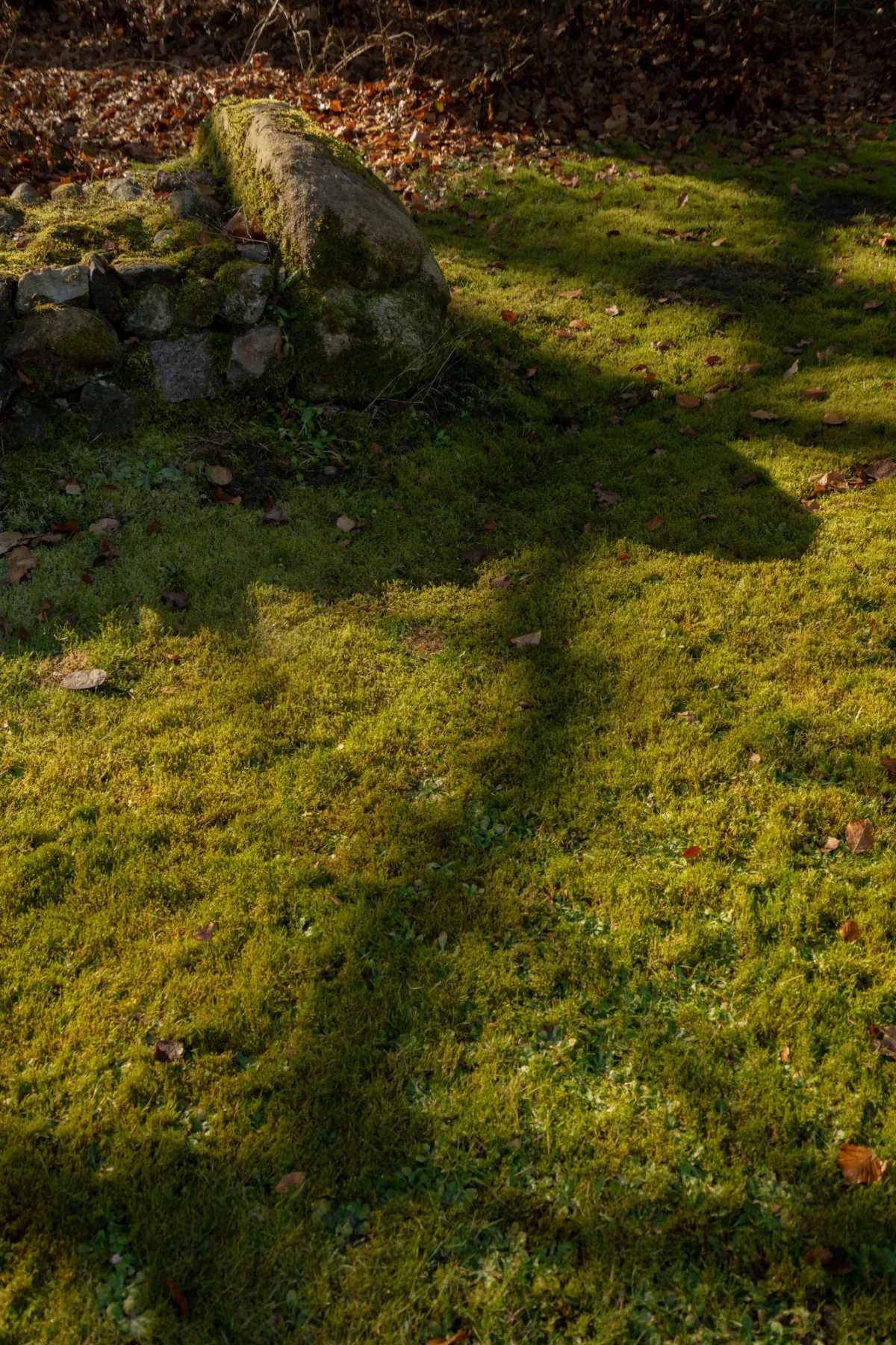 Moosbedeckter Waldboden mit verwittertem Baumstamm und nat&uuml;rlicher Lichtdurchflutung in gr&uuml;ner Waldumgebung.